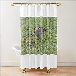 Common Snipe Curtain