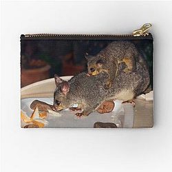 Common Brushtail Possum (Trichosurus vulpecula) Pouch