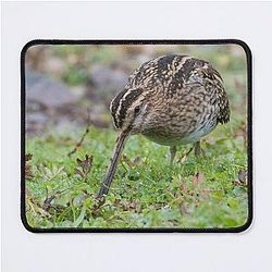 Common Snipe Mouse Pad