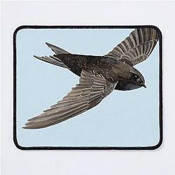 Common Swift Apus apus Mouse Pad