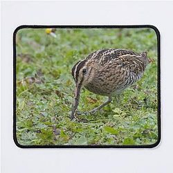 Common Snipe Mouse Pad