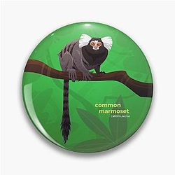Common Marmoset (Callithrix jacchus) Photo