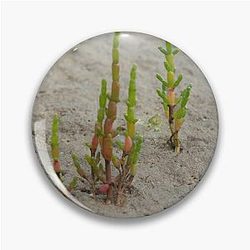 Common Glasswort