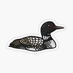 Common Loon