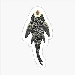 Common Pleco