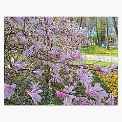 Wonderful Colors of Nature in the Spring