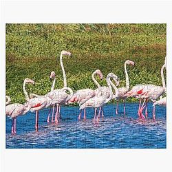 A Beautiful Flock of Flamingos Jigsaw Puzzle
