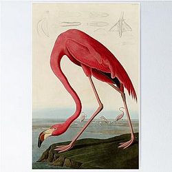 American Flamingo by John Audubon Vintage Illustration Poster