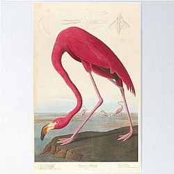 Vintage Flamingo Illustration Poster 1838