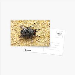 The Fly on the Wall Postcard