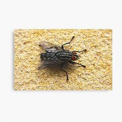 The Fly on the Wall Canvas Print