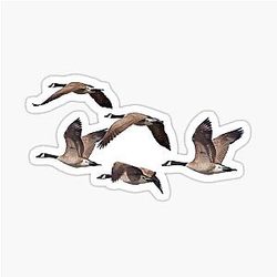 Canadian Geese Sticker