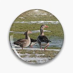 Greylag Geese Pin