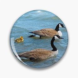 Two Canada Geese Parents Swimming with their Gosling Wild Goose Bird Pin