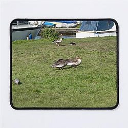 Geese on the river bank Mouse Pad
