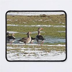Grey Lag Geese Mouse Pad