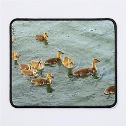 Young Canada Geese Family Swimming with Goslings Mouse Pad