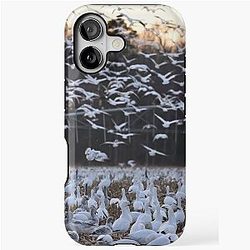 Snow Geese Photo iPhone Case