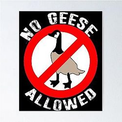 No Canadian Goose Allowed Poster