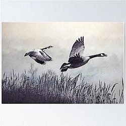 Canada Geese Poster