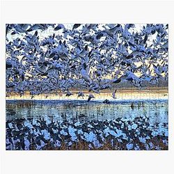 Grand Snow Geese Bosque Del Apache National Wildlife Refuge NM Puzzle