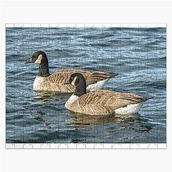 Two Canada geese swimming on a lake with a jigsaw puzzle