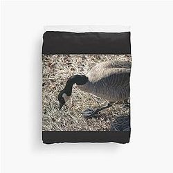 Canada Geese looking for nesting material