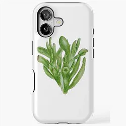 Crassula ovata Gollum iPhone Case