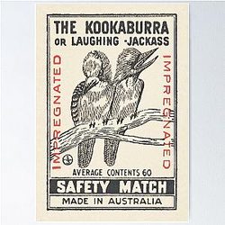 The Kookaburra or Laughing Kookaburra Poster