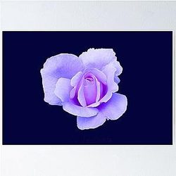 Liv Tyler Tea Rose Poster