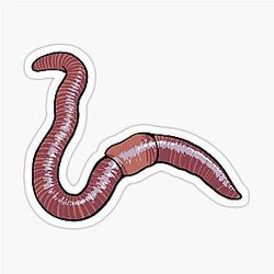 Pink Earthworm Sticker