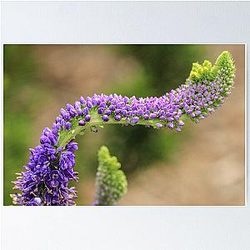 Purple Curved Flowers Poster