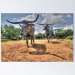Texas Longhorns Poster