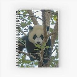 Baby Panda Xiao Qi Ji at National Zoo Spiral Notebook