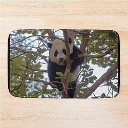 Baby Panda at the National Zoo