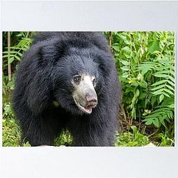 Sloth Bear at the National Zoo