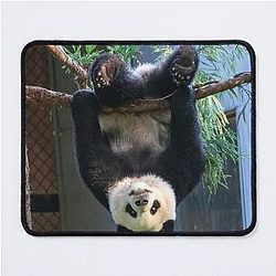 Goofball Giant Panda Xiao Qi Ji at the National Zoo Mouse Pad