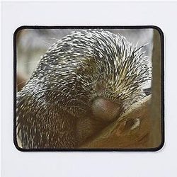 Prehensile-tailed porcupine at the national zoo mouse pad