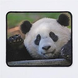 Giant Panda Xiao Qi Ji at the National Zoo Mouse Pad