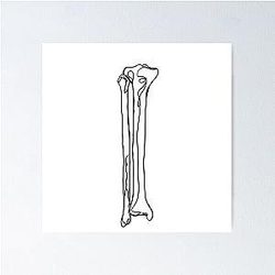 Fibula and Tibia Line Art Poster