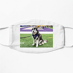 Washington Huskies Special Collection Washington Huskies Face Masks