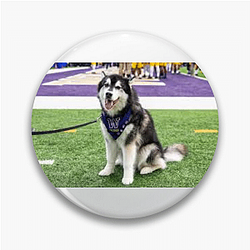 Washington Huskies Special Collection Washington Huskies Pins