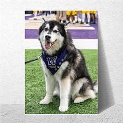 Washington Huskies Special Collection Washington Huskies Posters