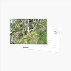 Wooli bushland Postcard