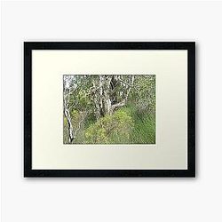 Wooli bushland Art Print
